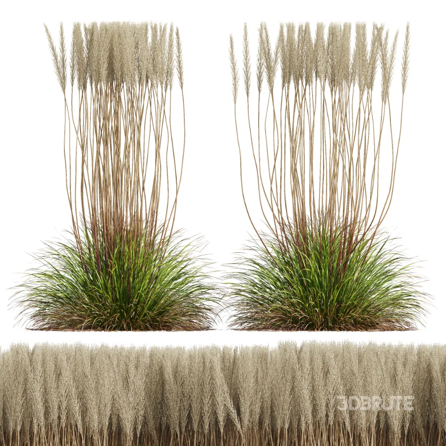 AV Calamagrostis Acutiflora Karl Foerster Image 3