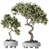 AV Indoor Plants Set 458 Ravenala Banana and Wilsonii Chemlali Olive and Alnus Glutinosa - Thumbnail 8