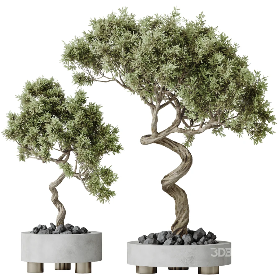 AV Indoor Plants Set 458 Ravenala Banana and Wilsonii Chemlali Olive and Alnus Glutinosa Image 8
