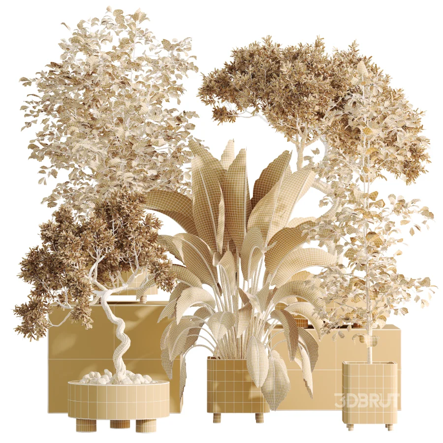 AV Indoor Plants Set 458 Ravenala Banana and Wilsonii Chemlali Olive and Alnus Glutinosa Image 9