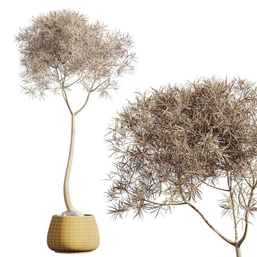 AV Indoor Plants Set 459 Chemlali Olive and Cat Reed Palm and China Orange Tree and Ficus Dracaena Marginata and Ravenala Banana Image 9