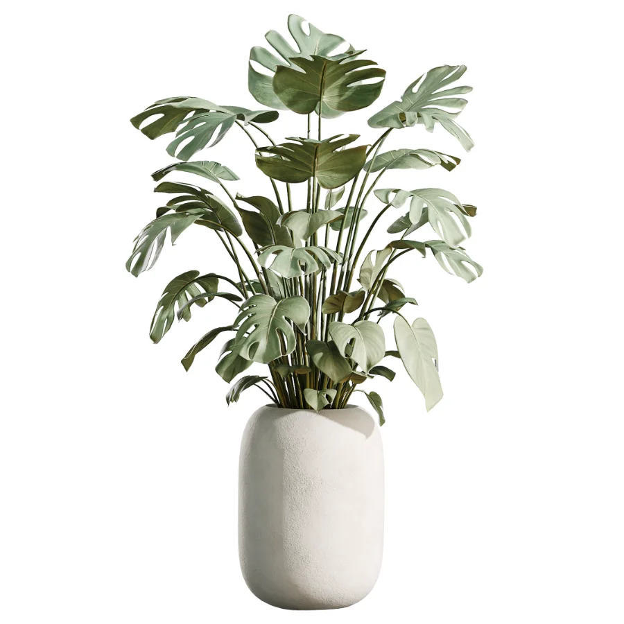 AV Indoor Plants Set 471 Chemlali Olive and Giant Monstera and Cyara Areca Palm and Ravenala Banana Image 3