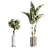 AV Indoor Plants Set 461 Yucca Elephantipe and Cat Reed Palm and Bird Of Paradise and Schefflera Arboricola - Thumbnail 7