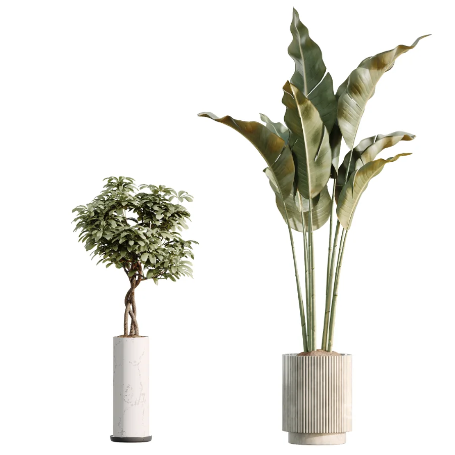 AV Indoor Plants Set 461 Yucca Elephantipe and Cat Reed Palm and Bird Of Paradise and Schefflera Arboricola Image 7