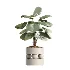 AV Indoor Plants Set 462 Licuala Grandis Palm and Dracaena Warneckii Cane and Snake Sansevieria and Ficus Cyathistipula and Chemlali Olive - Thumbnail 4