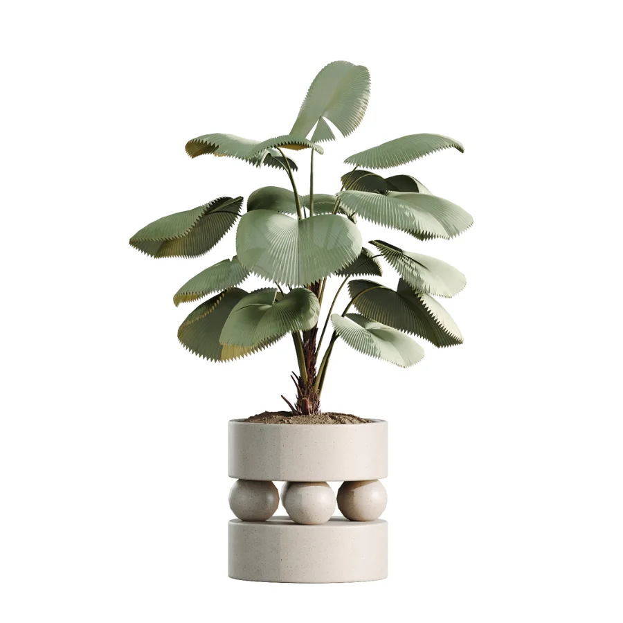 AV Indoor Plants Set 462 Licuala Grandis Palm and Dracaena Warneckii Cane and Snake Sansevieria and Ficus Cyathistipula and Chemlali Olive Image 4