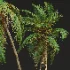 AV Borassus Flabellifer and Cocos Nucifera Windy palms - Thumbnail 9