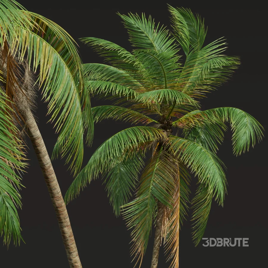 AV Borassus Flabellifer and Cocos Nucifera Windy palms Image 9
