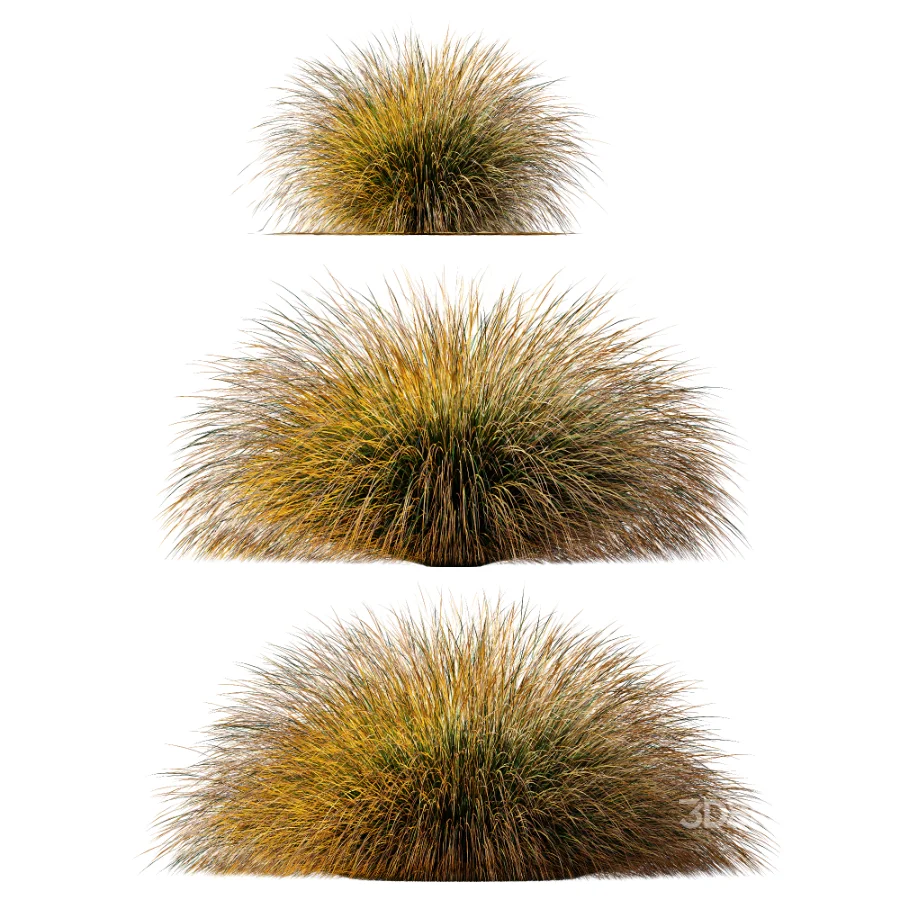 AV Carex Testacea Orange Sedge Grass Prairie Fire and Molinia Caerulea Heidebraut Kleines Pfeifengras Image 2
