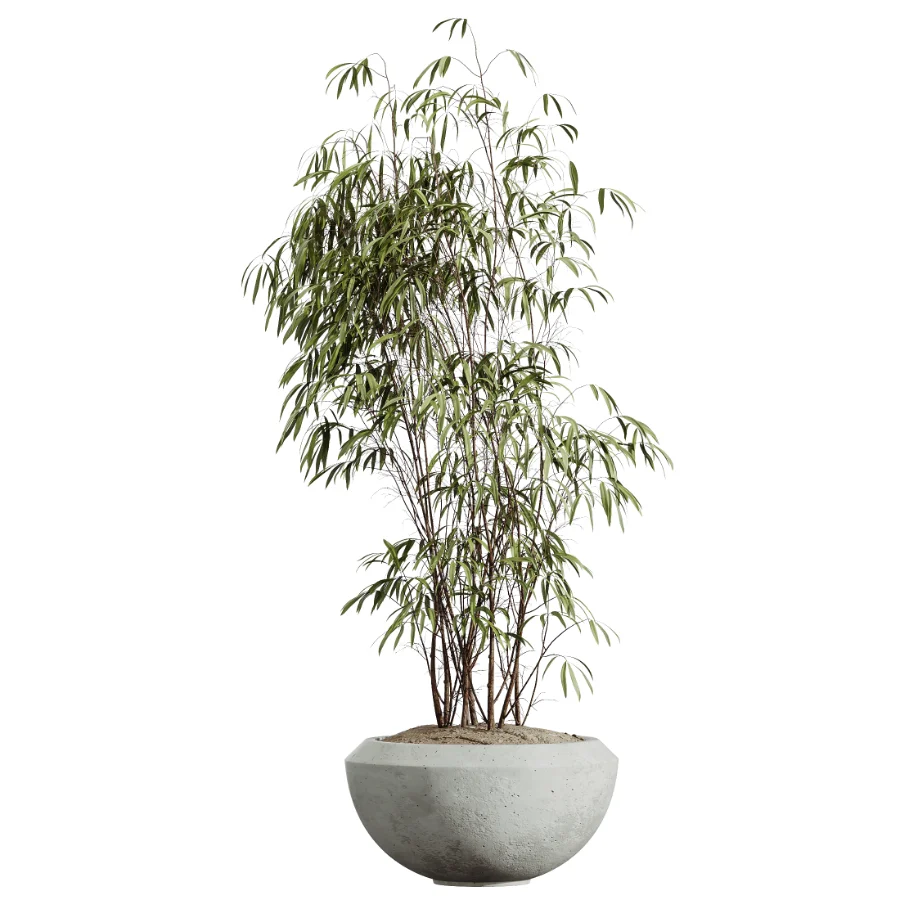 AV Indoor Plants Set 450 Chemlali Olive Tree and Sansevieria Trifasciata and Spathiphyllum Peace Lily and Ficus Dracaena Marginata Image 5