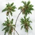 AV Cocos Nucifera palms - Thumbnail 6