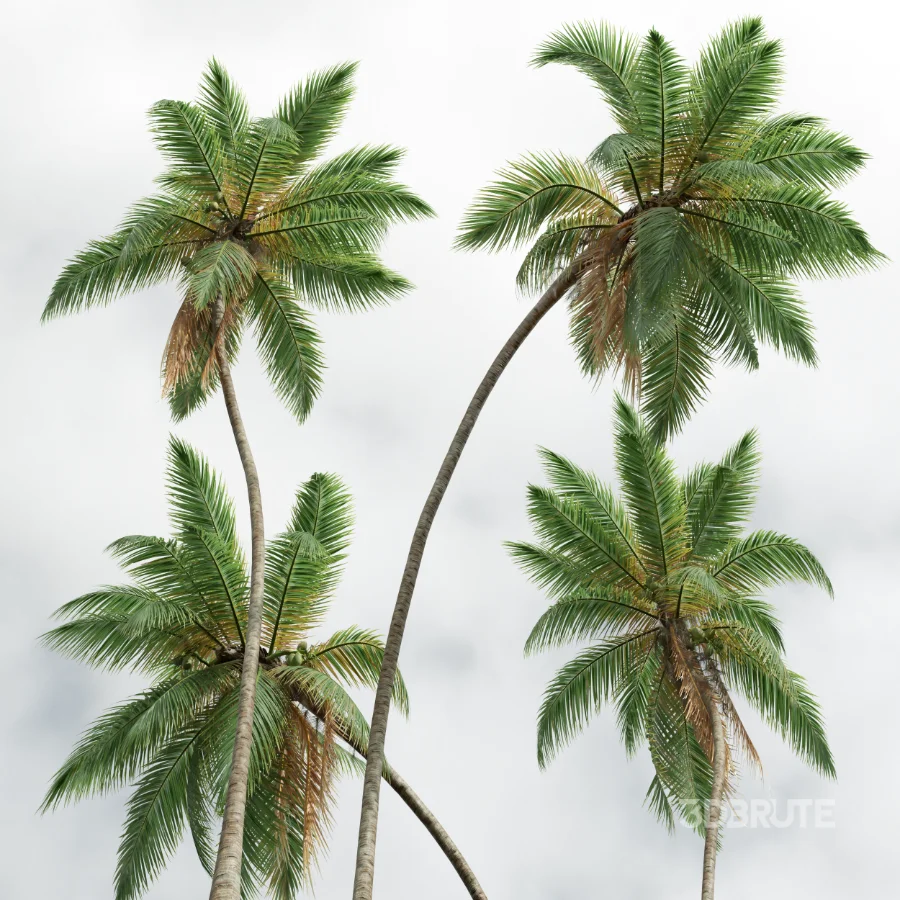 AV Cocos Nucifera palms Image 6