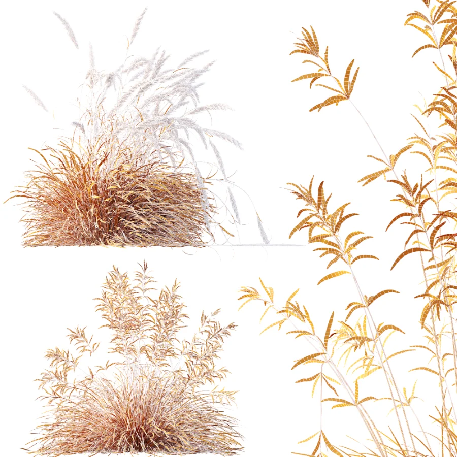 AV Calamagrostis Acutiflora Karl Foerster and Stipa arundinacea Sweet Grasses Image 13