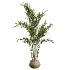 AV Indoor Plants Set 452 Dracaena Lemon Cane and Chemlali Olive and Briful Pachira and Areca Cat Reed Palm - Thumbnail 3