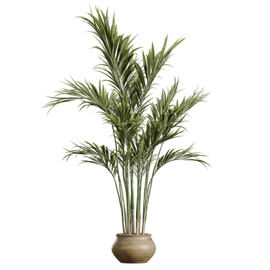 AV Indoor Plants Set 452 Dracaena Lemon Cane and Chemlali Olive and Briful Pachira and Areca Cat Reed Palm Image 3