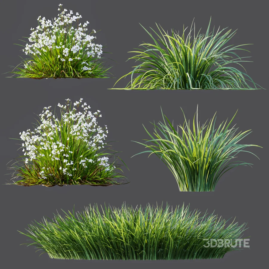 ntal grasses. These elegant groundcover species are valued for their refined texture, compact growth habit, and exceptional versatility in contemporary landscape architecture, Japanese gardens, urban parks, courtyards, and high-end residential projects. Image 12