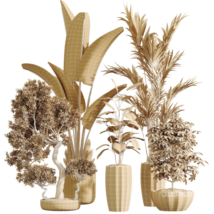 AV Indoor Plants Set 455 Schefflera Arboricola and Cat Reed Palm and Bird Of Paradise and Chemlali Olive Tree and Ficus lyrate Image 6