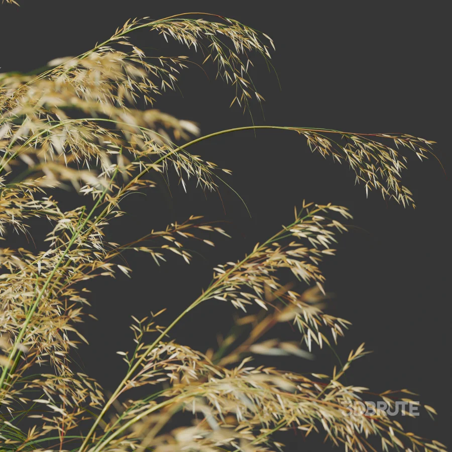 AV Celtica Gigantea Stipa Golden Oats and Stipa Tenuissima Ostnica Mocna Pony Tails Image 1