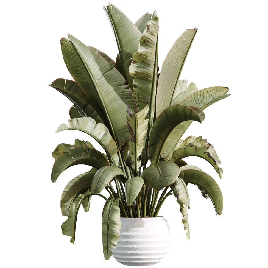AV Indoor Plants Set 468 Cactus Echinocactus and Chemlali Olive and Ravenala Banana and Ficus Dracaena Marginata Image 3