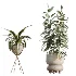 AV Indoor Plants Set 462 Licuala Grandis Palm and Dracaena Warneckii Cane and Snake Sansevieria and Ficus Cyathistipula and Chemlali Olive - Thumbnail 8