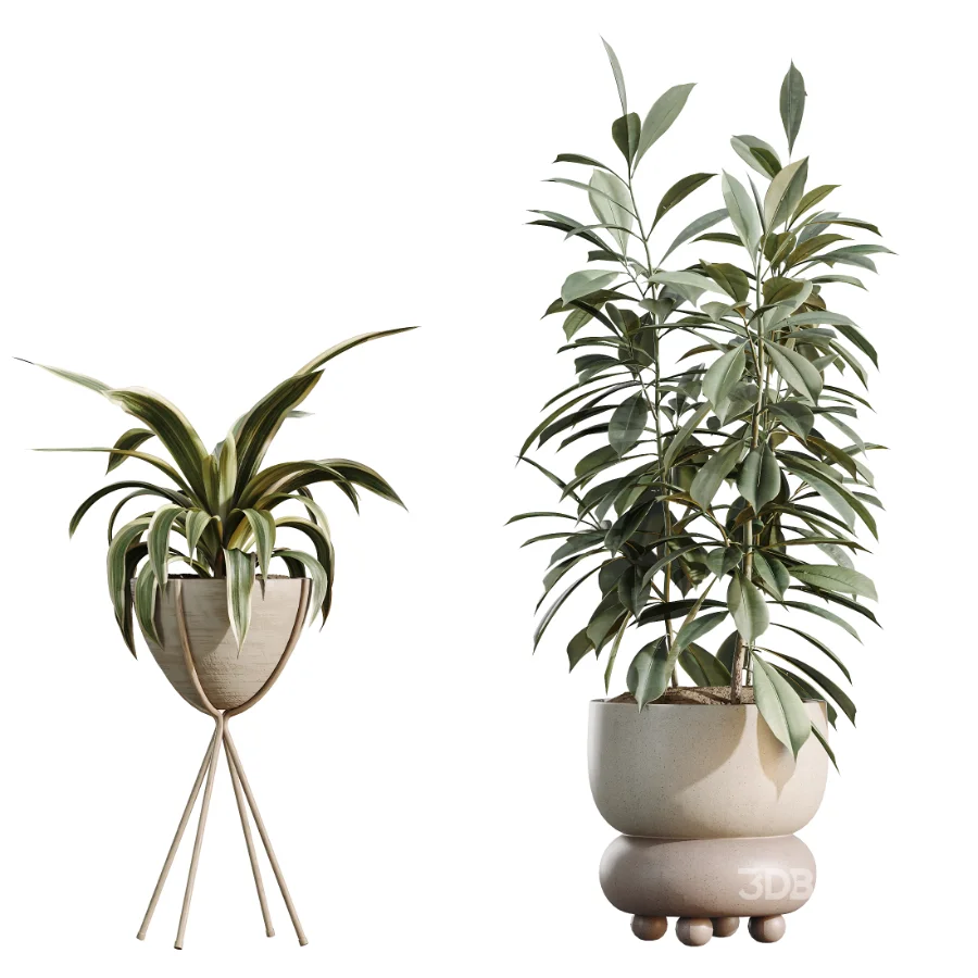 AV Indoor Plants Set 462 Licuala Grandis Palm and Dracaena Warneckii Cane and Snake Sansevieria and Ficus Cyathistipula and Chemlali Olive Image 8