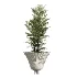 AV Indoor Plants Set 456 Wilsonii Chemlali Olive and Mission Olive Tree and Rhapis Lady Palm and Spathiphyllum Wallisii - Thumbnail 4