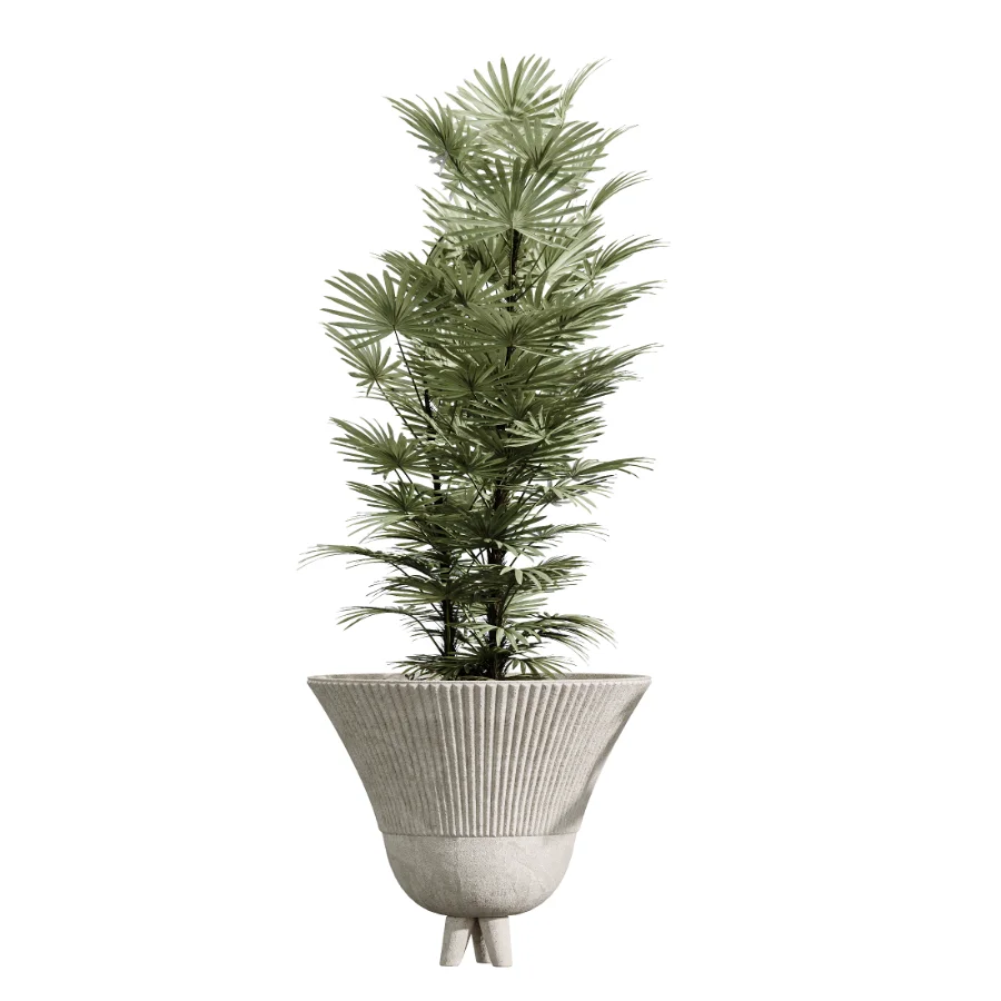 AV Indoor Plants Set 456 Wilsonii Chemlali Olive and Mission Olive Tree and Rhapis Lady Palm and Spathiphyllum Wallisii Image 4