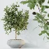 AV Indoor Plants Set 453 Briful Pachira and Elegant Monstera and Aloe Vera Succulents and Ficus Dracaena Marginata - Thumbnail 4