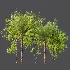 AV Phoenix Dactylifera Date Jurassic Palm Tree and Acer Saccharinum - Thumbnail 8