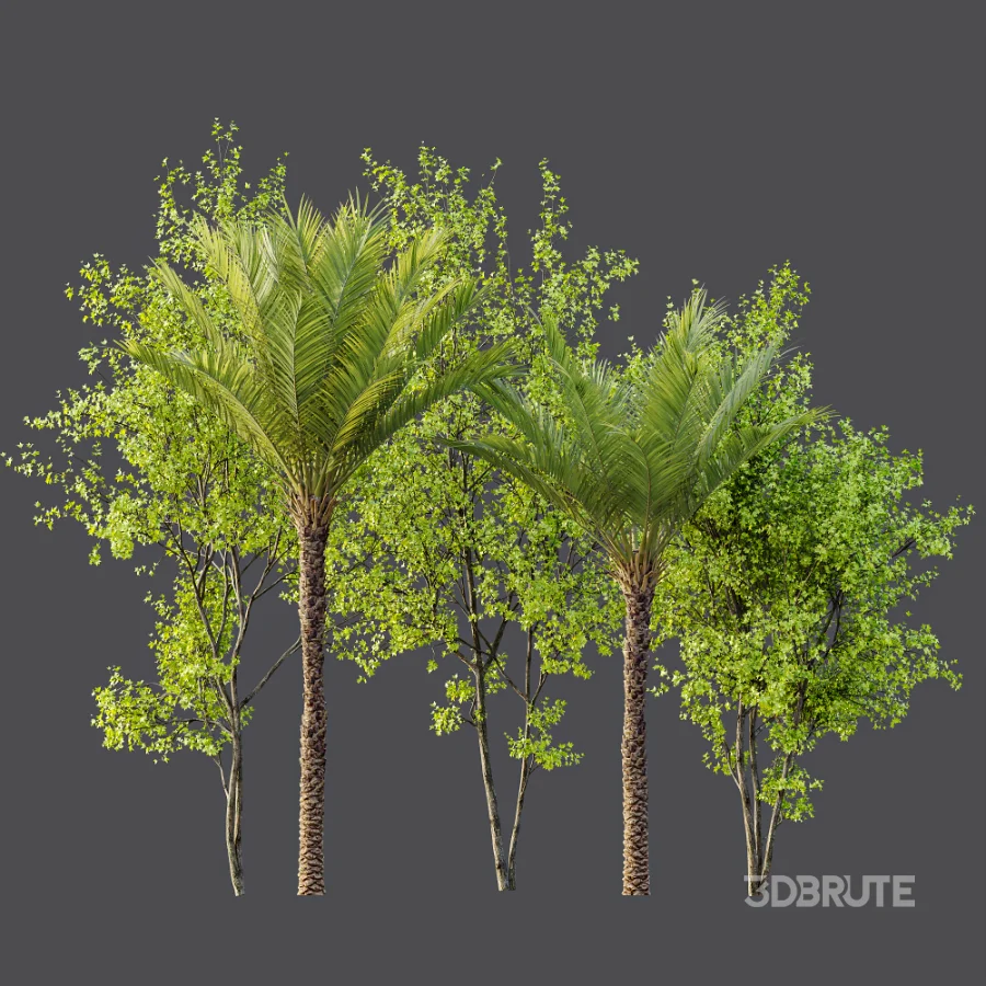 AV Phoenix Dactylifera Date Jurassic Palm Tree and Acer Saccharinum Image 8