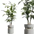 AV Indoor Plants Set 463 Ficus lyrata and Cyara Areca Palm and Aspidistra Elatio and Ficus Dracaena Marginata - Thumbnail 5