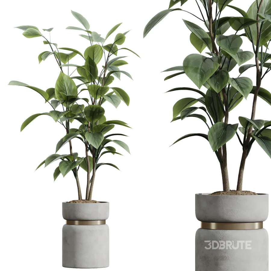 AV Indoor Plants Set 463 Ficus lyrata and Cyara Areca Palm and Aspidistra Elatio and Ficus Dracaena Marginata Image 5