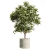 AV Indoor Plants Set 467 Ficus Retusa and Chemlali Olive and Briful Pachira and Ficus Cyathistipula and China Orange Tree - Thumbnail 3