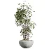 AV Indoor Plants Set 453 Briful Pachira and Elegant Monstera and Aloe Vera Succulents and Ficus Dracaena Marginata - Thumbnail 1