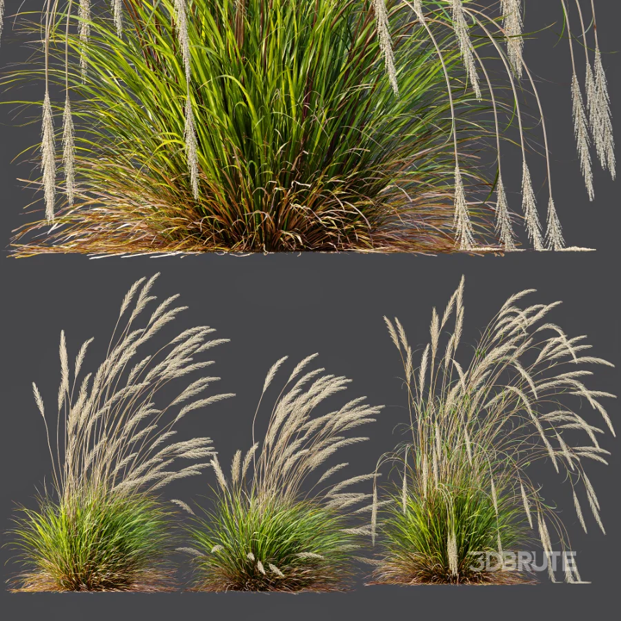 AV Calamagrostis Acutiflora Karl Foerster Image 7