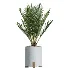 AV Indoor Plants Set 446 Ficus microcarpa and Aspidistra Elatior and Cactus Opuntia and Ficus Elastica Rubber and Cyara Areca Palm - Thumbnail 2
