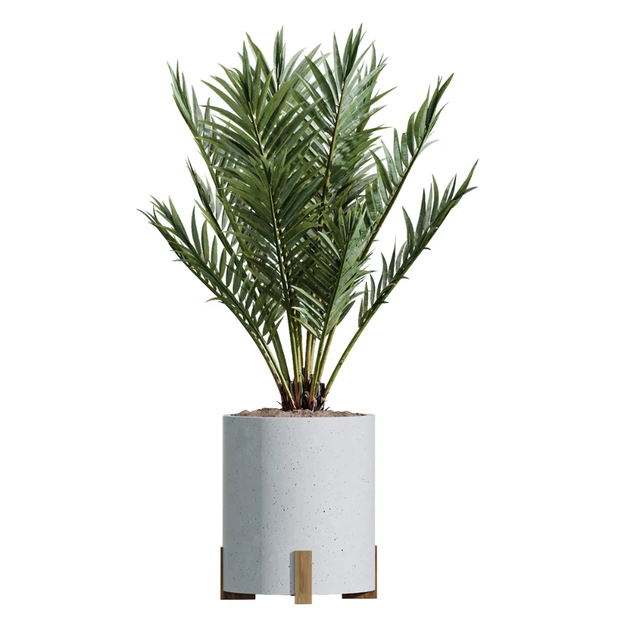 AV Indoor Plants Set 446 Ficus microcarpa and Aspidistra Elatior and Cactus Opuntia and Ficus Elastica Rubber and Cyara Areca Palm Image 2