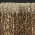 AV Calamagrostis Acutiflora Karl Foerster - Thumbnail 5