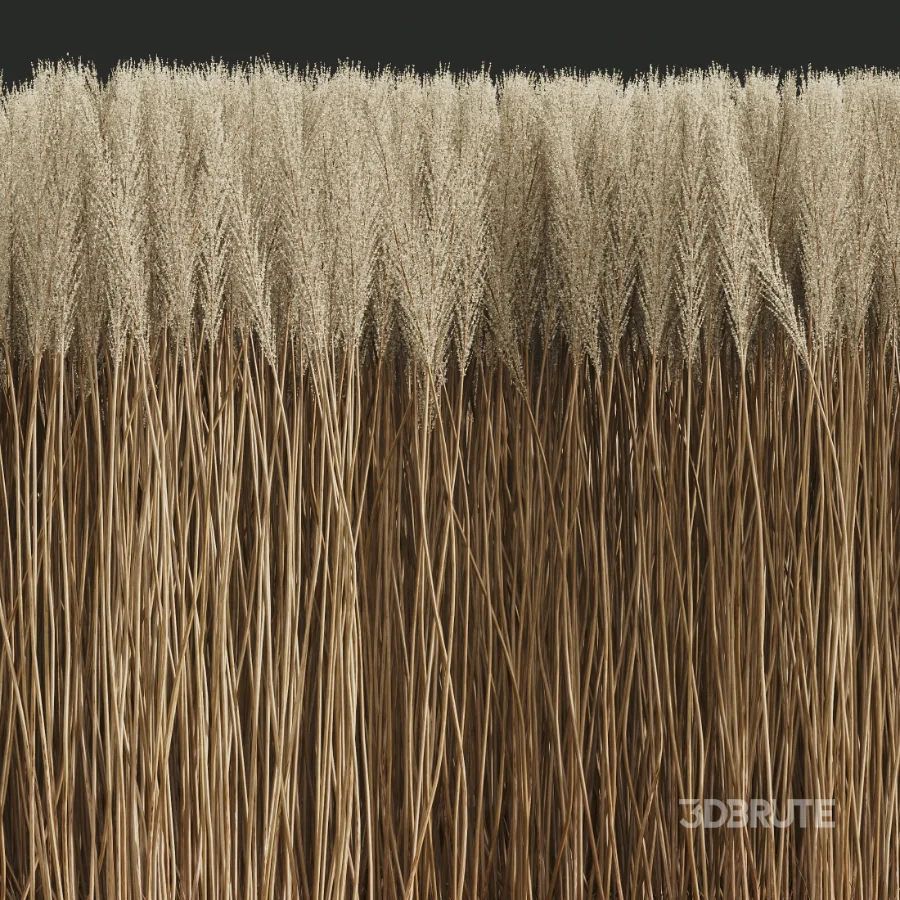 AV Calamagrostis Acutiflora Karl Foerster Image 5