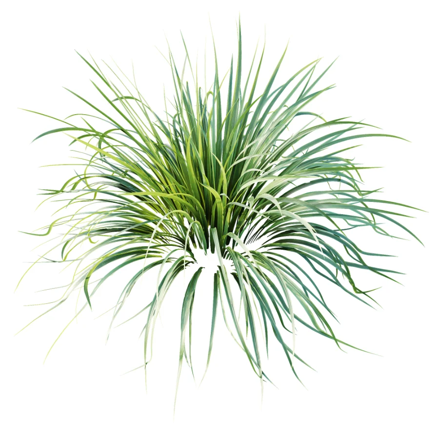 ntal grasses. These elegant groundcover species are valued for their refined texture, compact growth habit, and exceptional versatility in contemporary landscape architecture, Japanese gardens, urban parks, courtyards, and high-end residential projects. Image 5