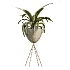 AV Indoor Plants Set 462 Licuala Grandis Palm and Dracaena Warneckii Cane and Snake Sansevieria and Ficus Cyathistipula and Chemlali Olive - Thumbnail 2