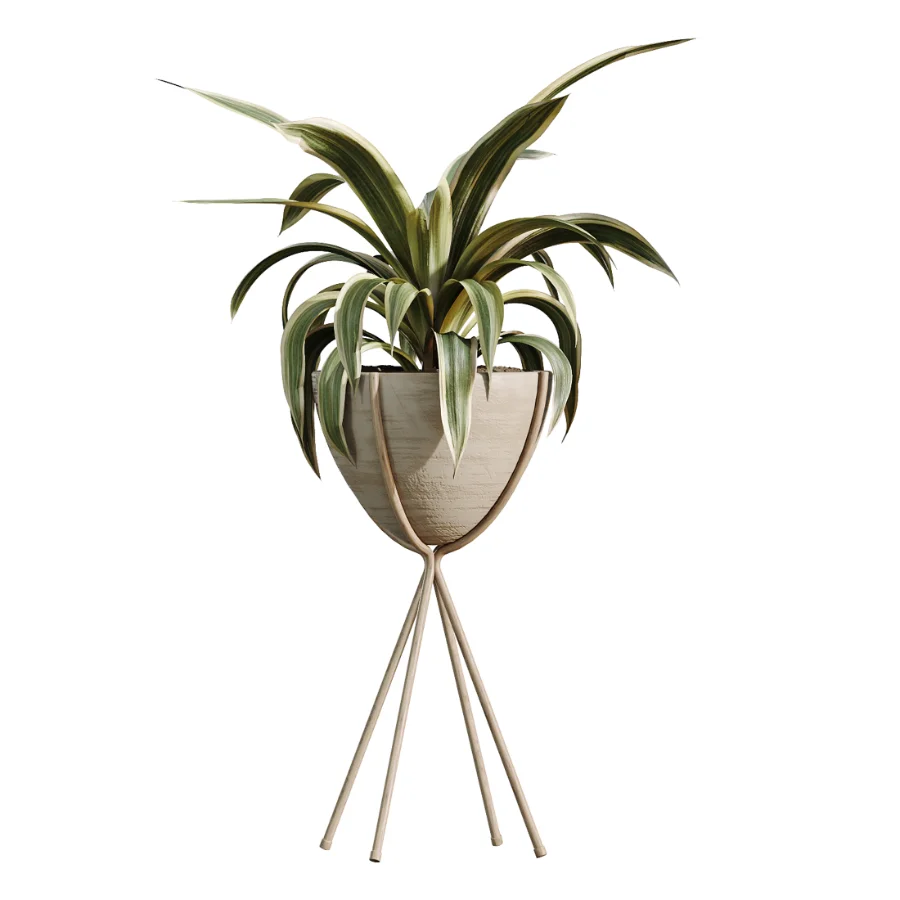 AV Indoor Plants Set 462 Licuala Grandis Palm and Dracaena Warneckii Cane and Snake Sansevieria and Ficus Cyathistipula and Chemlali Olive Image 2
