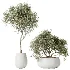 AV Indoor Plants Set 471 Chemlali Olive and Giant Monstera and Cyara Areca Palm and Ravenala Banana - Thumbnail 4