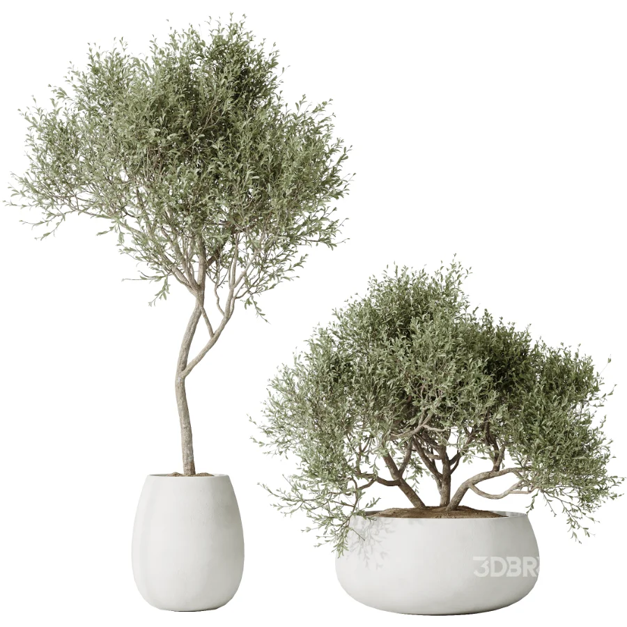 AV Indoor Plants Set 471 Chemlali Olive and Giant Monstera and Cyara Areca Palm and Ravenala Banana Image 4