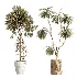 AV Indoor Plants Set 460 Ficus Cyathistipul and Calathea Lutea and Chemlali Olive and Ficus Benjamina African Fig - Thumbnail 6