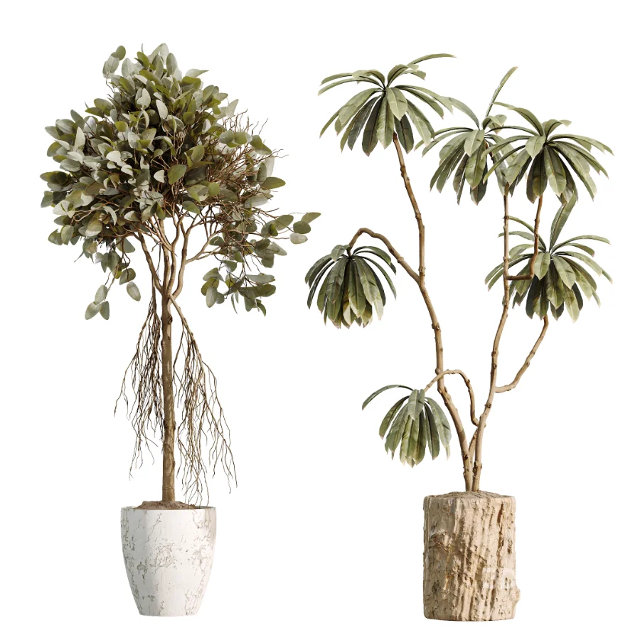 AV Indoor Plants Set 460 Ficus Cyathistipul and Calathea Lutea and Chemlali Olive and Ficus Benjamina African Fig Image 6