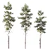 AV Pinus Palustris and Pinus Nigra Sylvestris Subsp Winter Snow trees - Thumbnail 1
