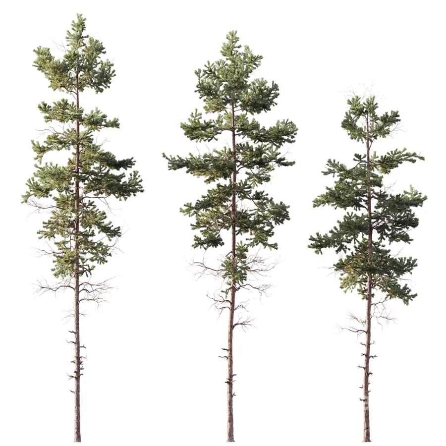 AV Pinus Palustris and Pinus Nigra Sylvestris Subsp Winter Snow trees Image 1