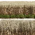 AV Calamagrostis Acutiflora Karl Foerster - Thumbnail 6