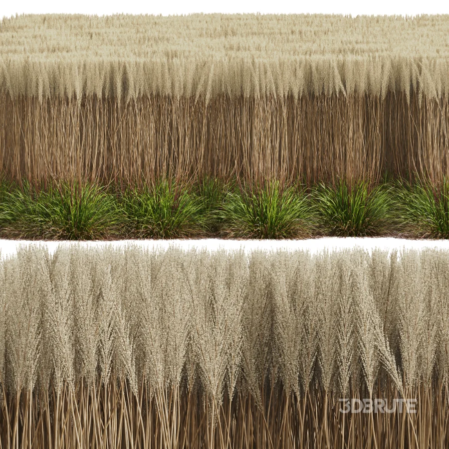 AV Calamagrostis Acutiflora Karl Foerster Image 6